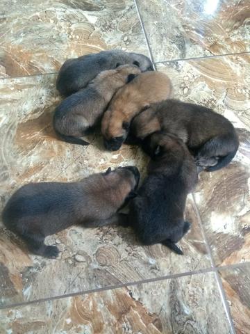 Vendo lindos filhotes de pastor alemão da rasa malinoar - Foto 2