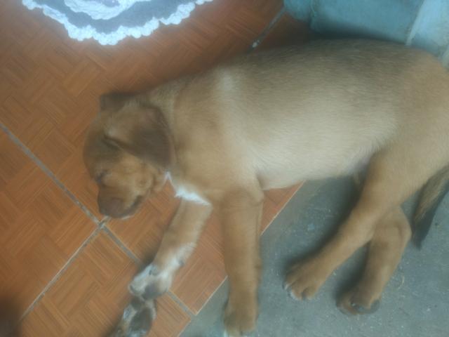 Doa se filhotes de cachorro - Foto 3
