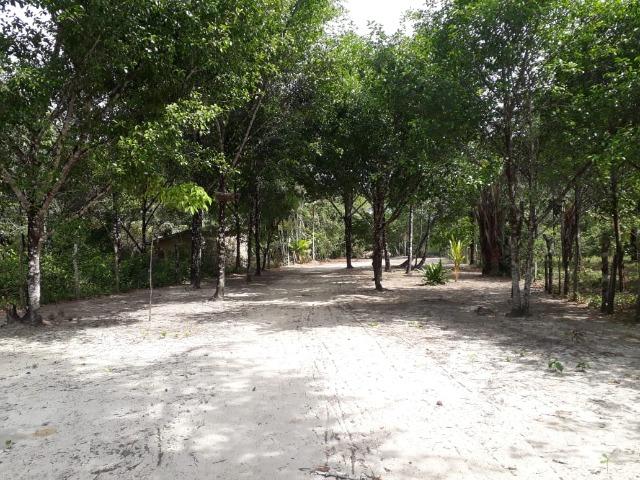 Terreno com Igarapé - Ramal do 30 Curuçá - Foto 12