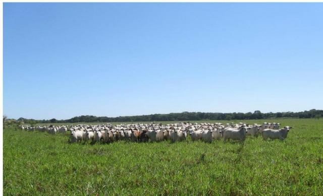 Vendo fazenda com 1.625 hectares em Poconé - MT a proximadamente 120 km de Cuiaba