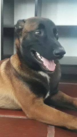 Pastor Belga de Malinois - Foto 4