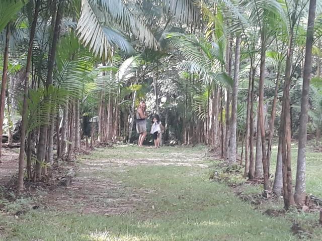 Sítio em Santa Bárbara - Foto 2