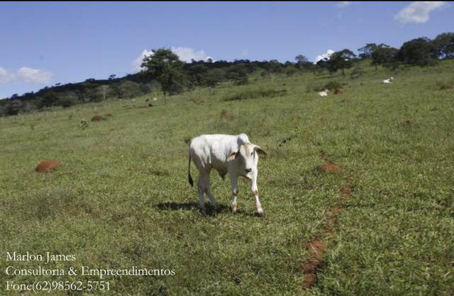 Fazenda em Cocalzinho-G! - Foto 2