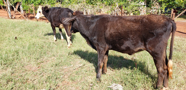Novilhas Leiteiras