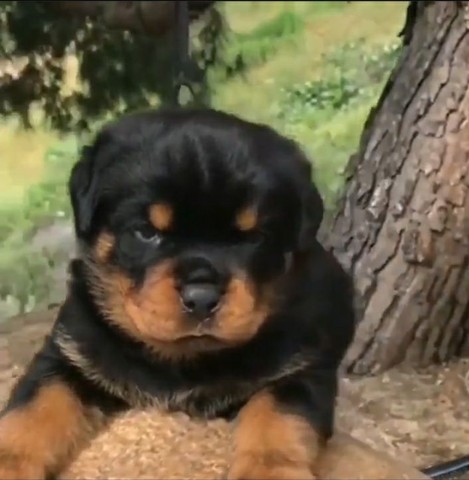 Qualidade acima da média rottweiler os mais fortes e robustos filhotes 