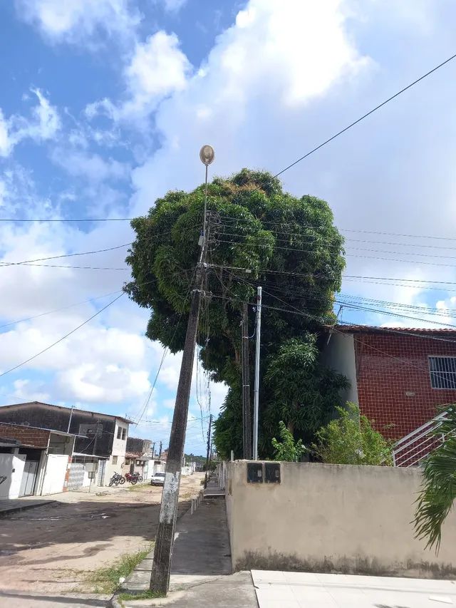 Poda de árvores. * faça seu orçamento sem compromisso - Foto 4