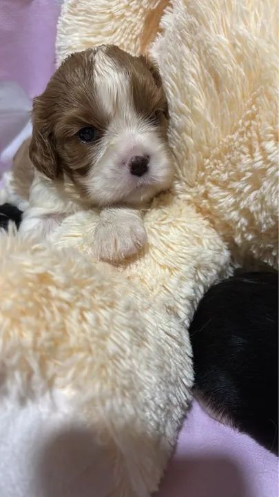 Filhotes de Cavalier King Charles Spaniel - Foto 2