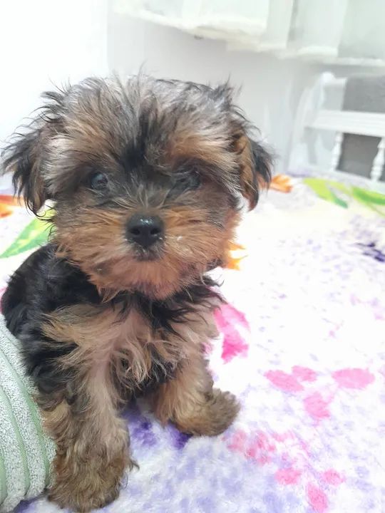 Lindos filhotes machos de Yorkshire  Terrier mini - Foto 6