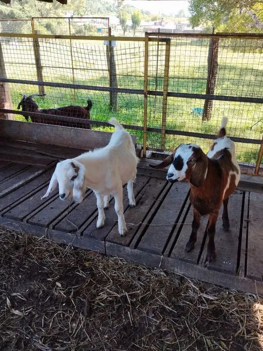 Cabras e Bodes - filhotes e adultos  - Foto 6