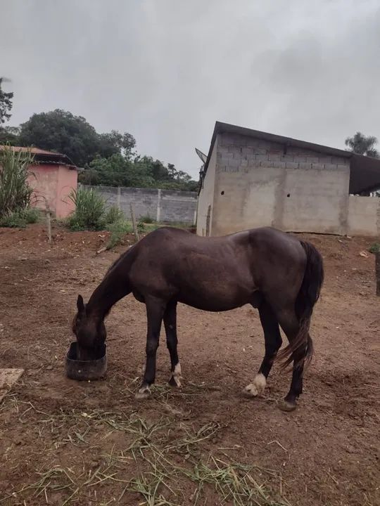 Cavalo marchador picado 