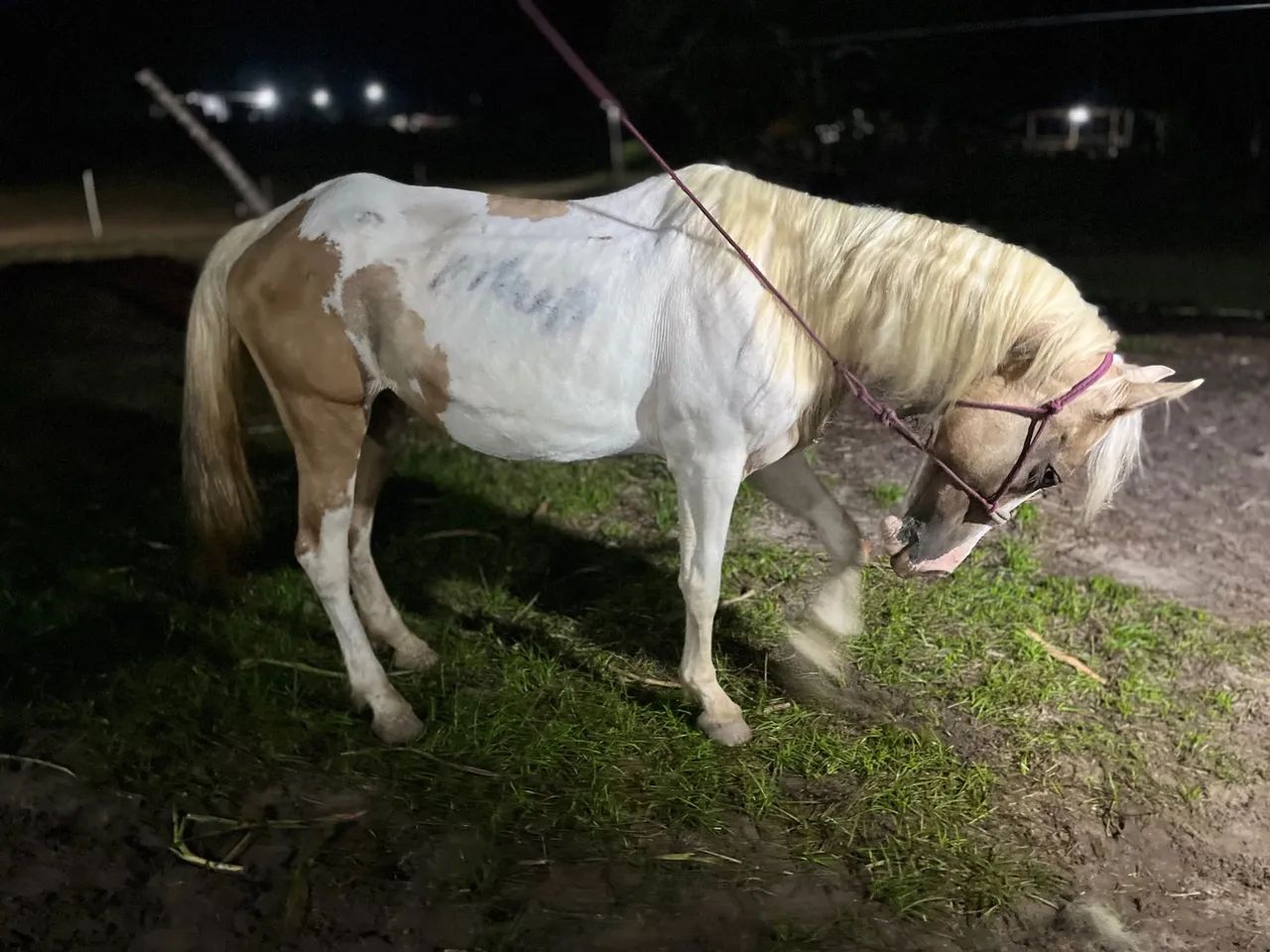 Vários cavalos, potros e éguas a venda no precinho  - Foto 3