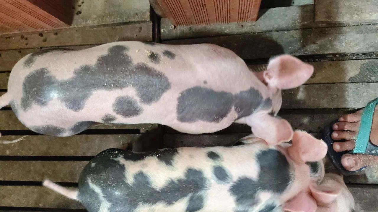 Porcos pietram p.o belga  - Foto 5