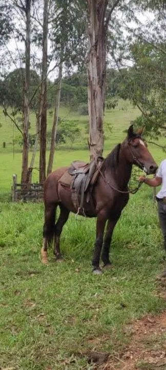 Cavalo marcha Batida para venda