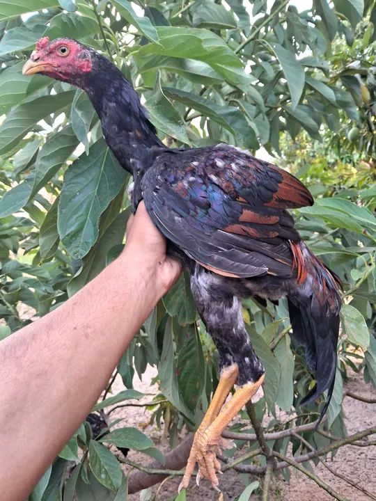 Frango carioca  - Foto 2