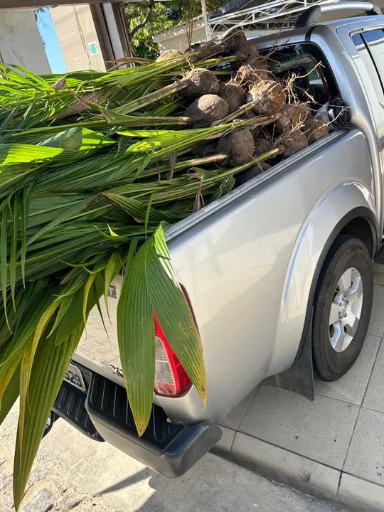 Mudas de coco anão