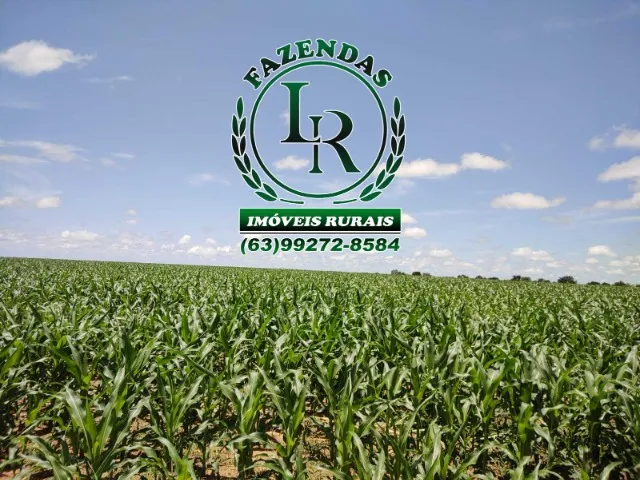 Fazenda 203 Alqueires Lavoura Plantando