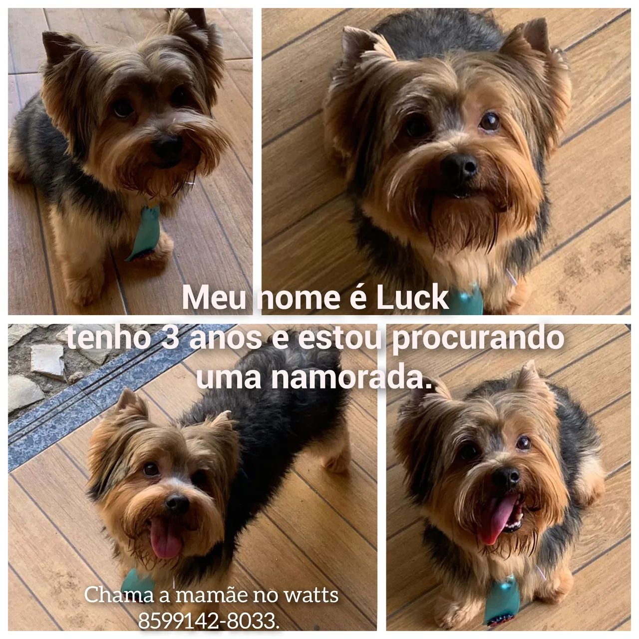 Yorkshire Terrier procura namorada Cachorros Conjunto Esperanca Fortaleza 1355178059 OLX