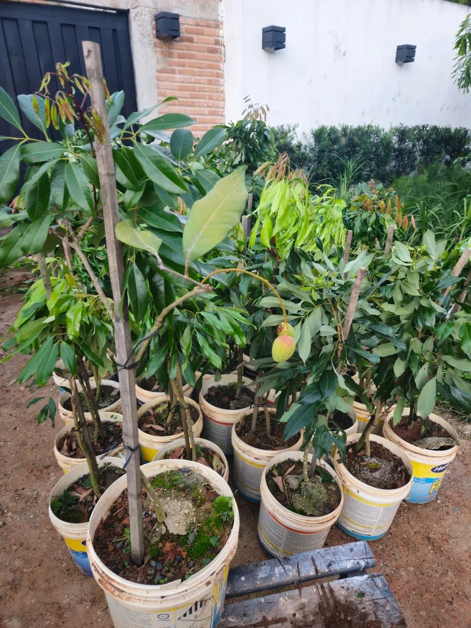Mudas de lichia. 