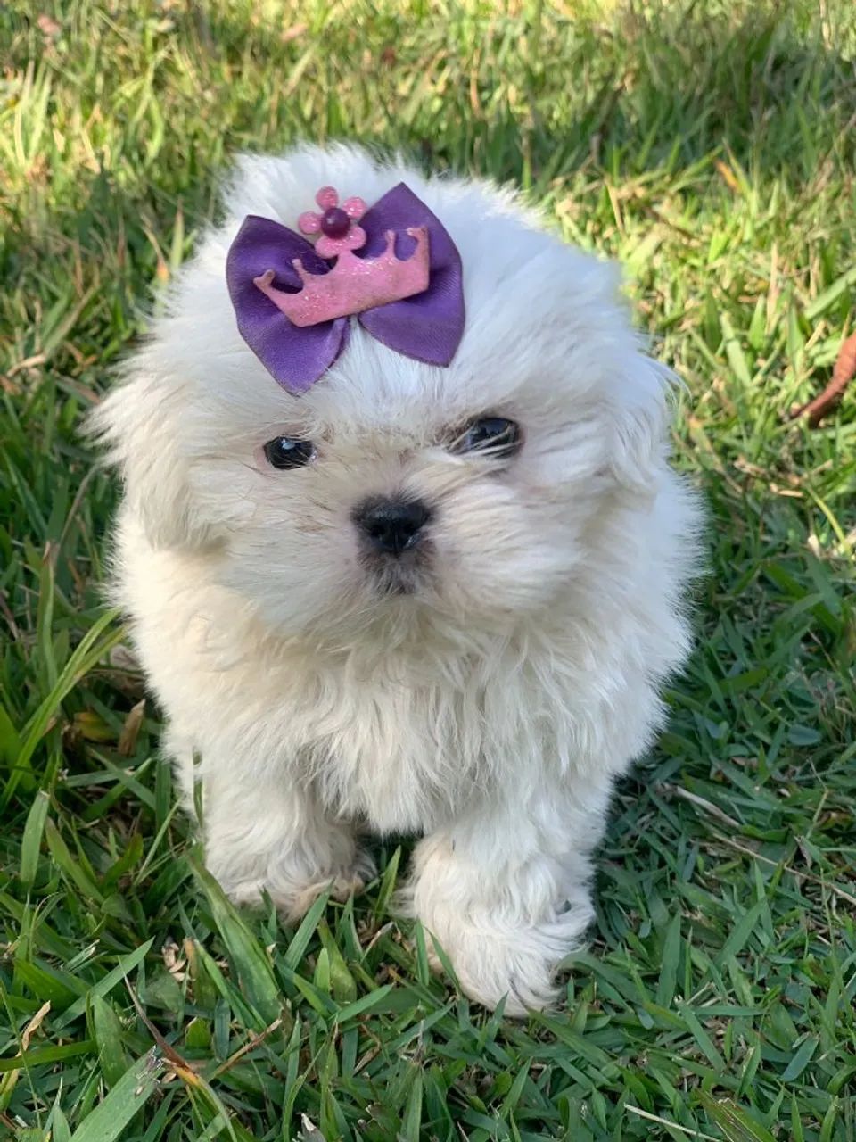 bem pequenos e peludos shih tzu mini - Foto 2