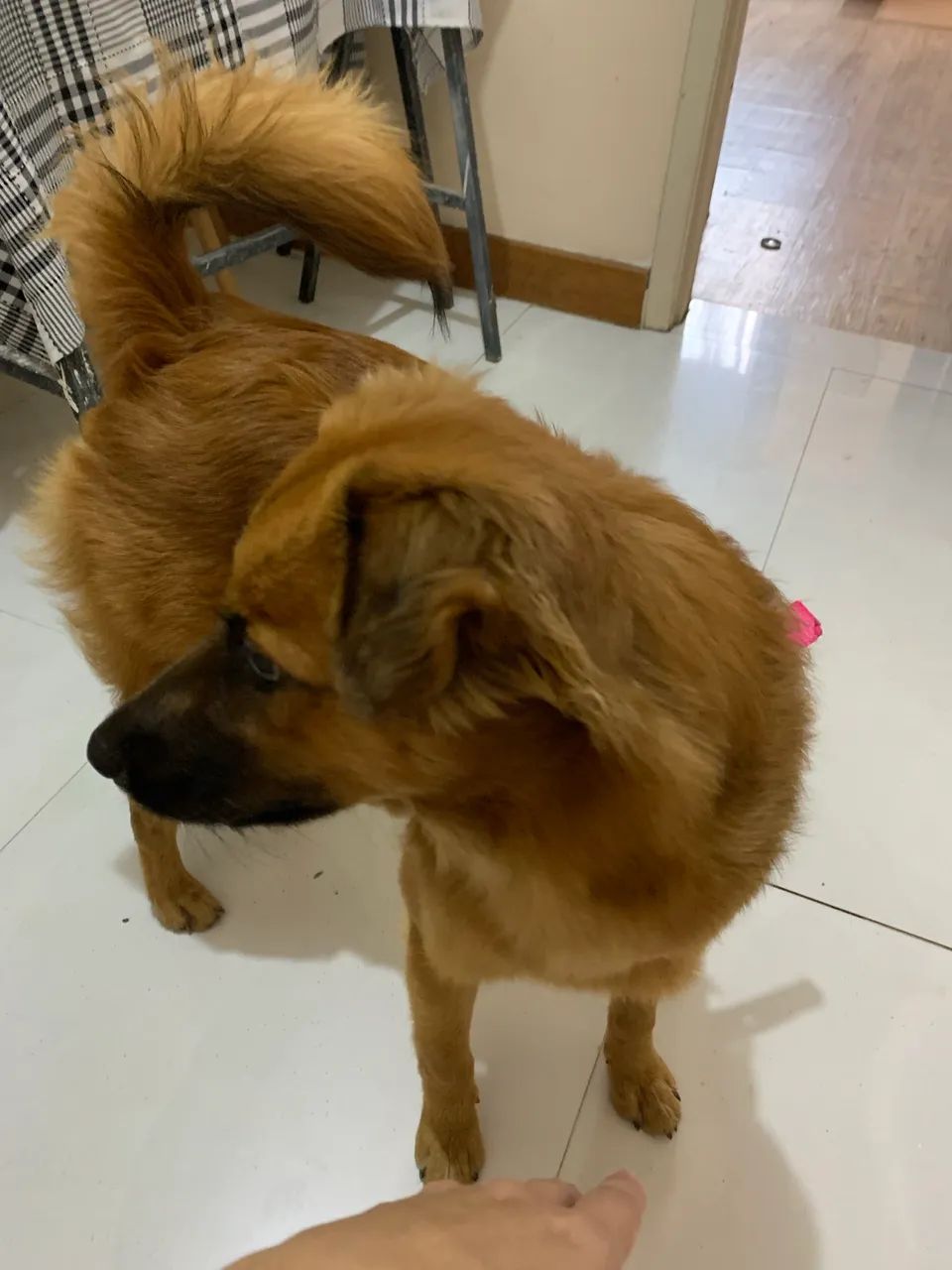 Adoção responsável  - Foto 3