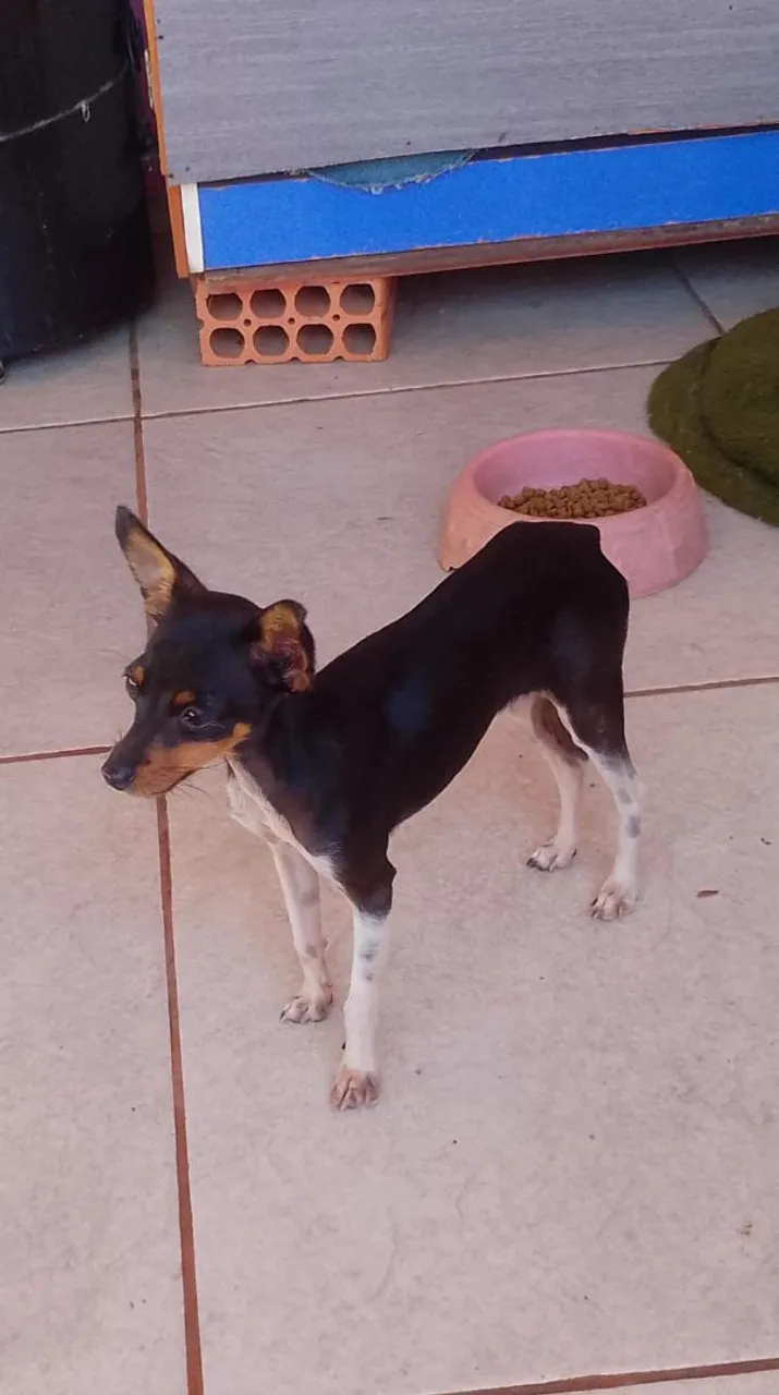 Pinscher macho