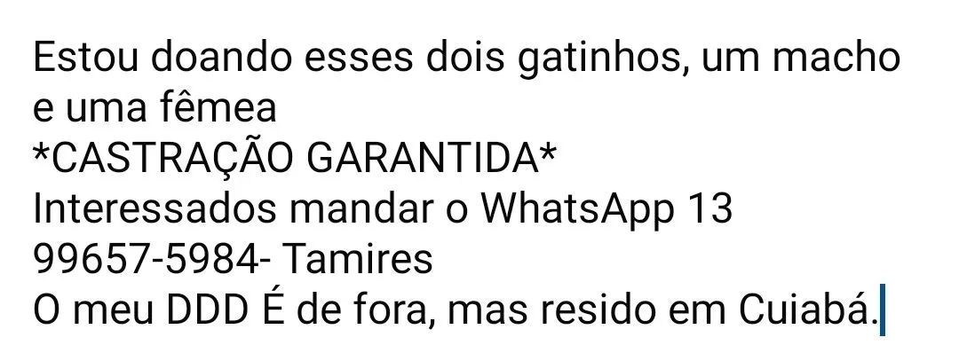Gatinhos pretos lindos para adoção - Foto 3