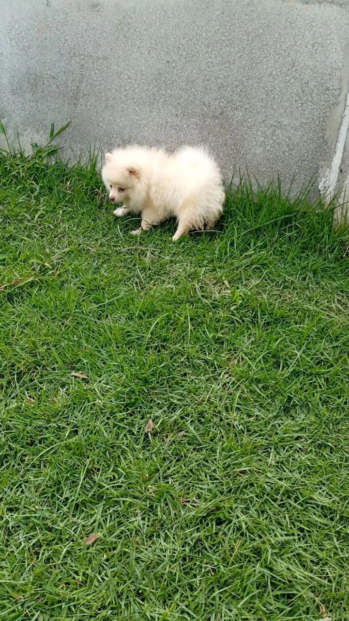 Spitz macho só no dinheiro 