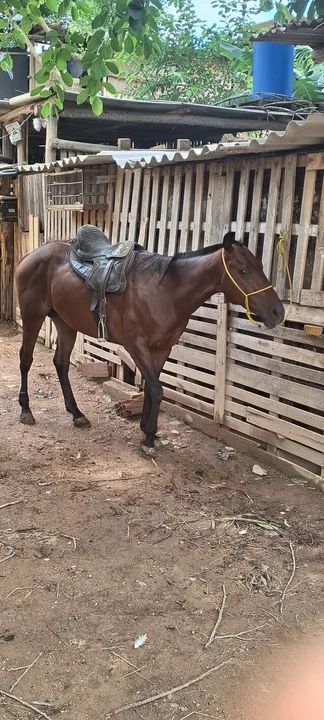 Quarto de milha - Foto 3