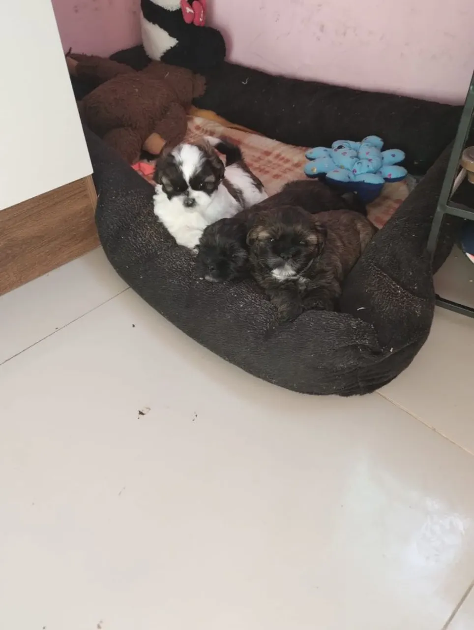 Filhotes Shih Tzu
