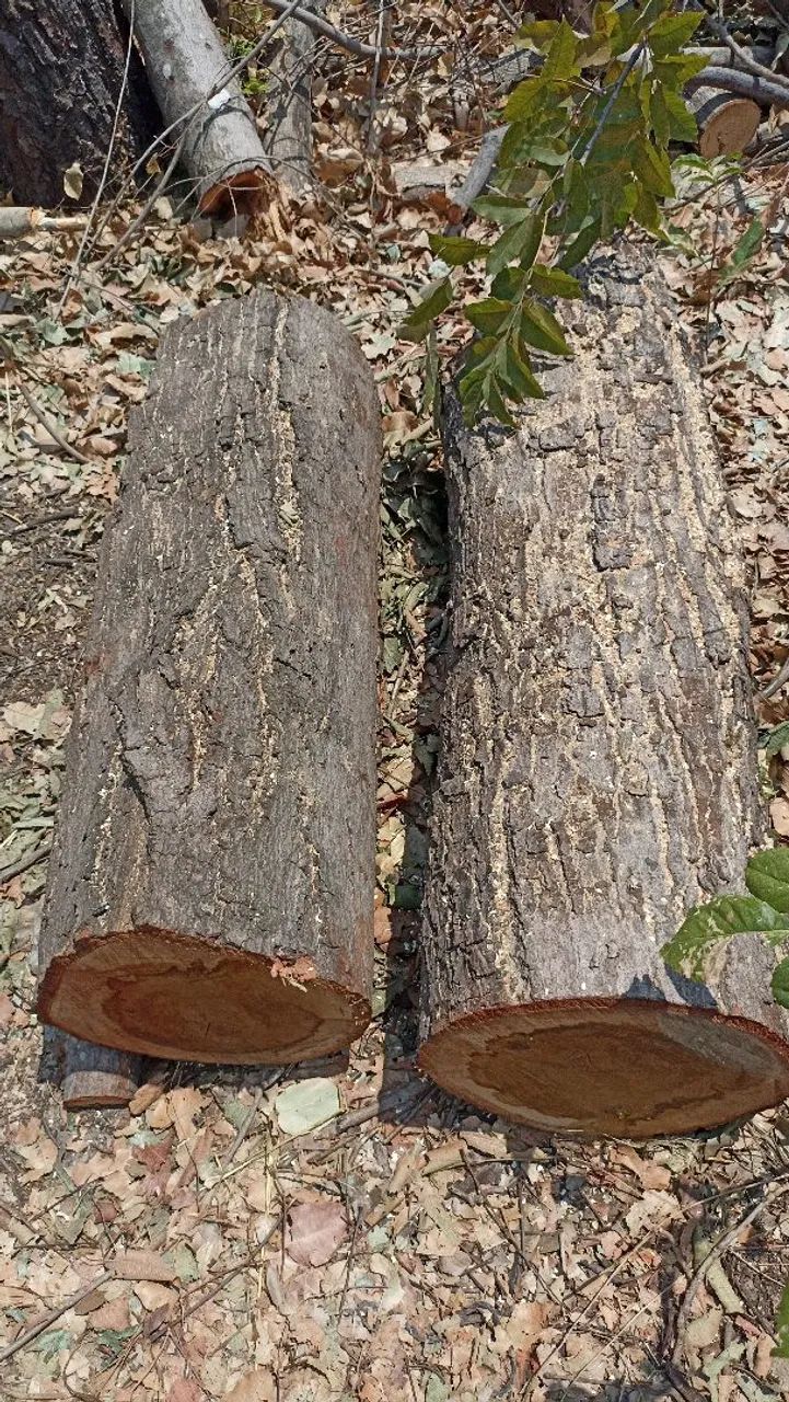 Corte e poda em árvore  - Foto 4