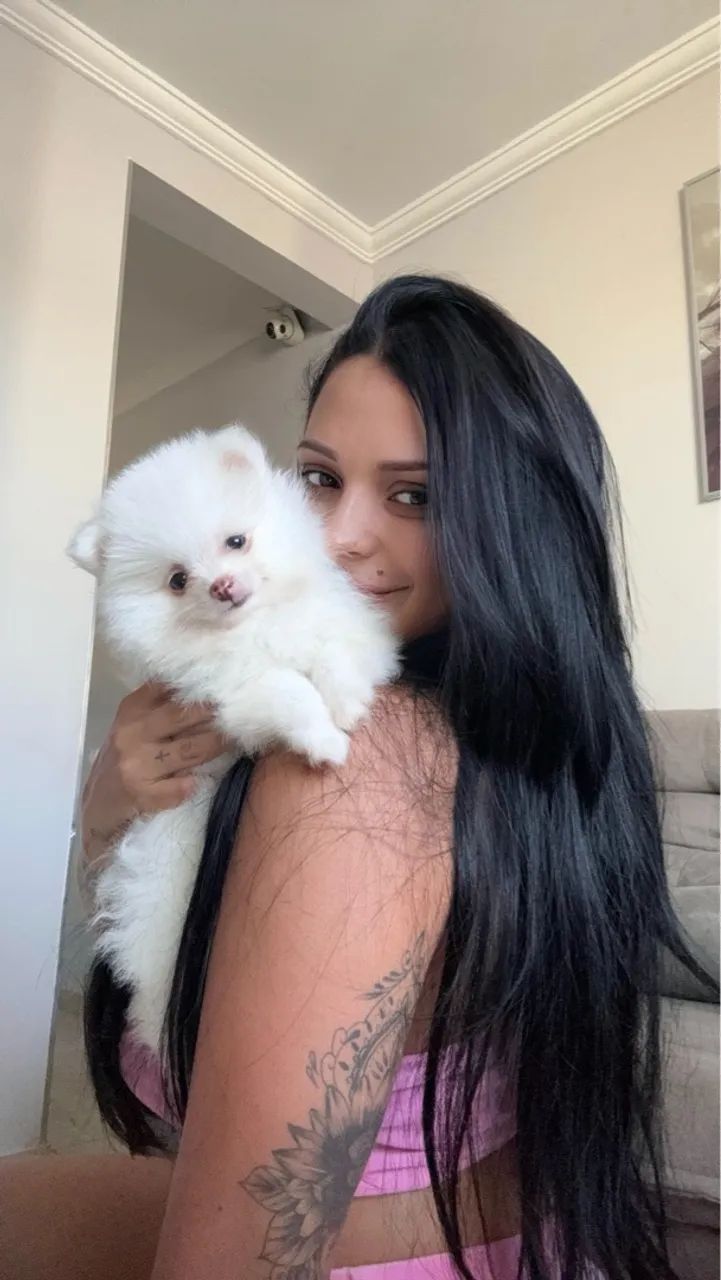 FILHOTES SPITZ ALEMÃO ANÃO MACHOS  - Foto 2