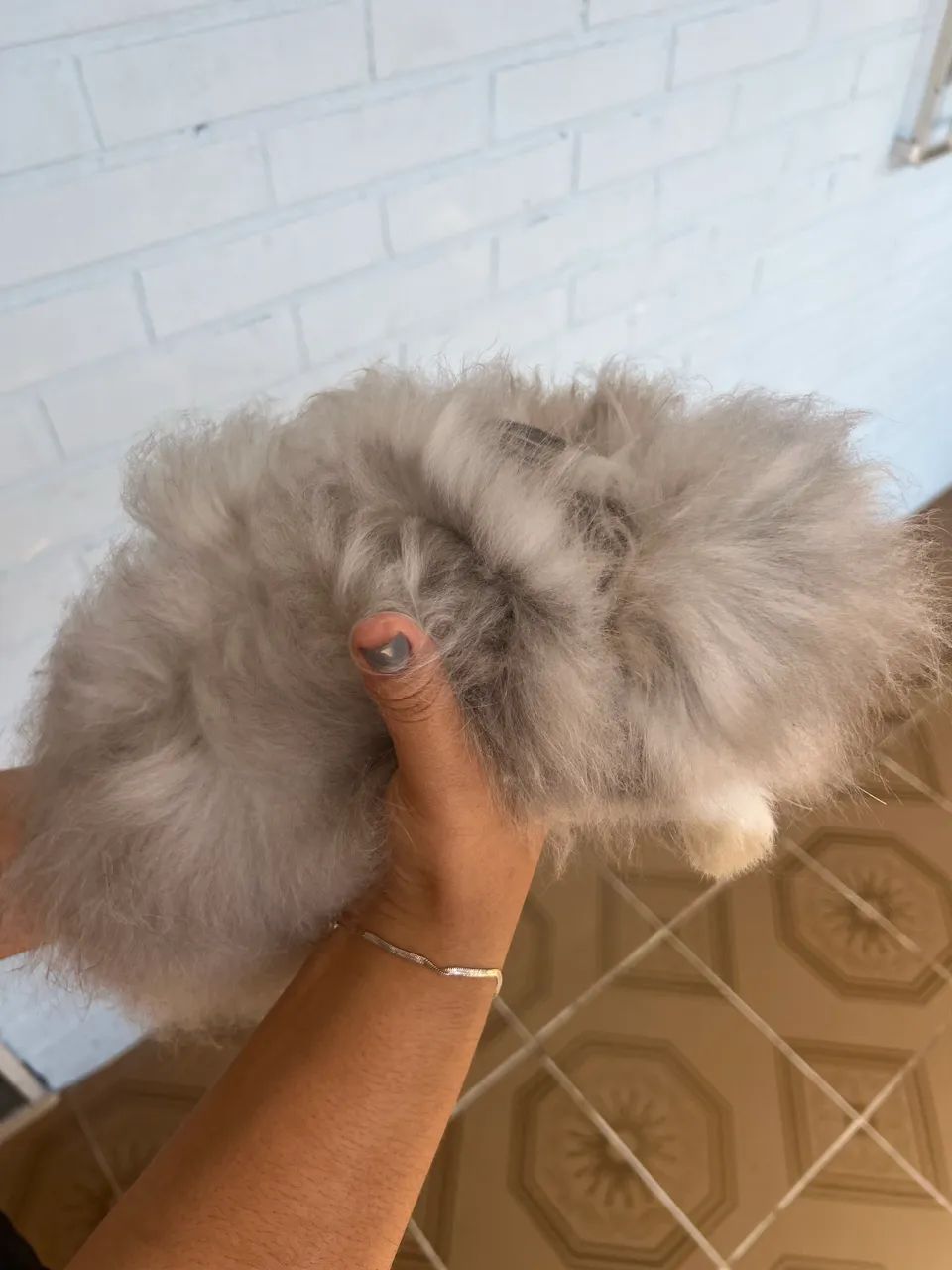 mini coelho raça teddy64684501987971122