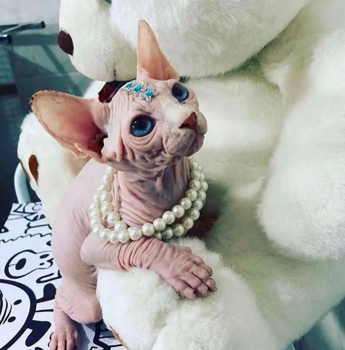 Sphynx gato pelado _ gatos de veterinária  - Foto 4