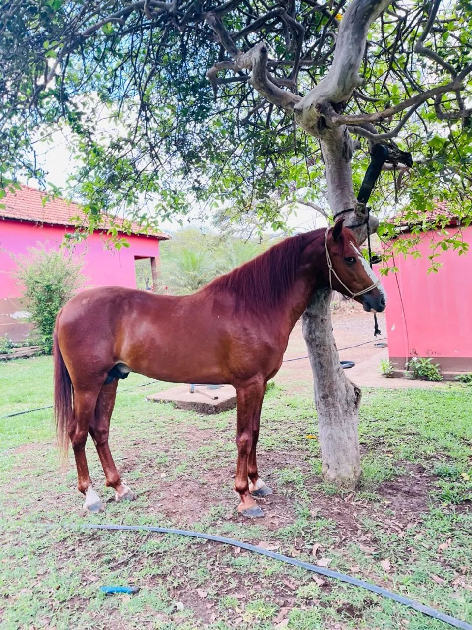 Cavalo Mangalarga  - Foto 3