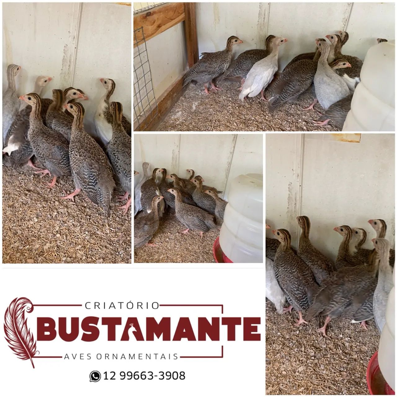 Galinha D'Angola - Criatório Bustamante - Foto 2