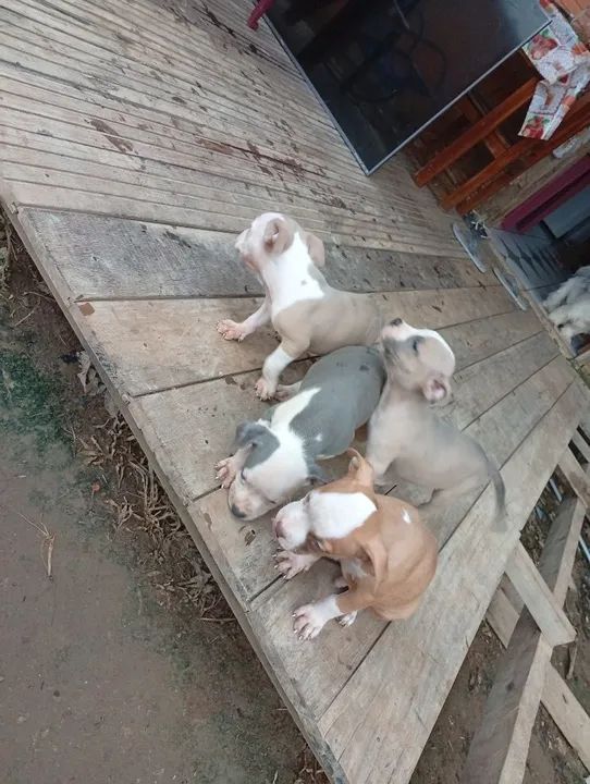 Vendo três filhotes de Pitbull todos são macho  foto do pai e mãeano no privado 