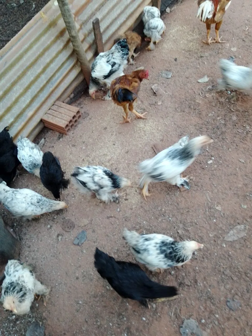 Franguinhos da raça bhama