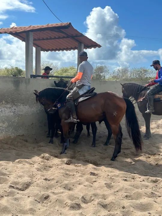 Potra Quarto de Milha - Foto 3