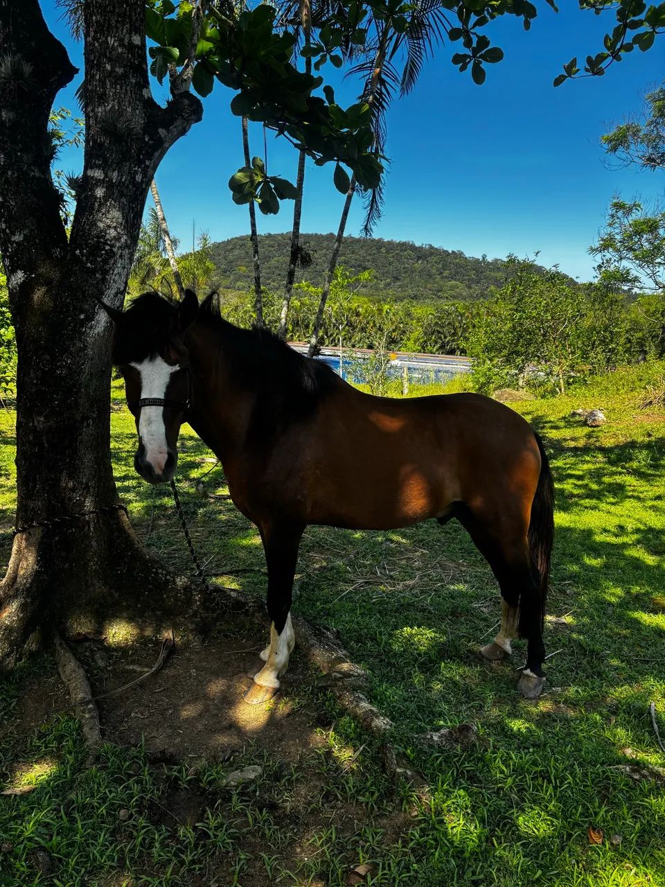 Cavalo criolo do Sul  - Foto 3