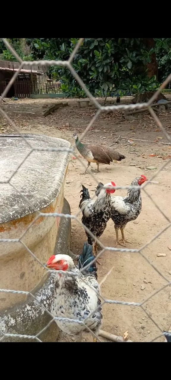 Frangos com  6 meses  - Foto 2