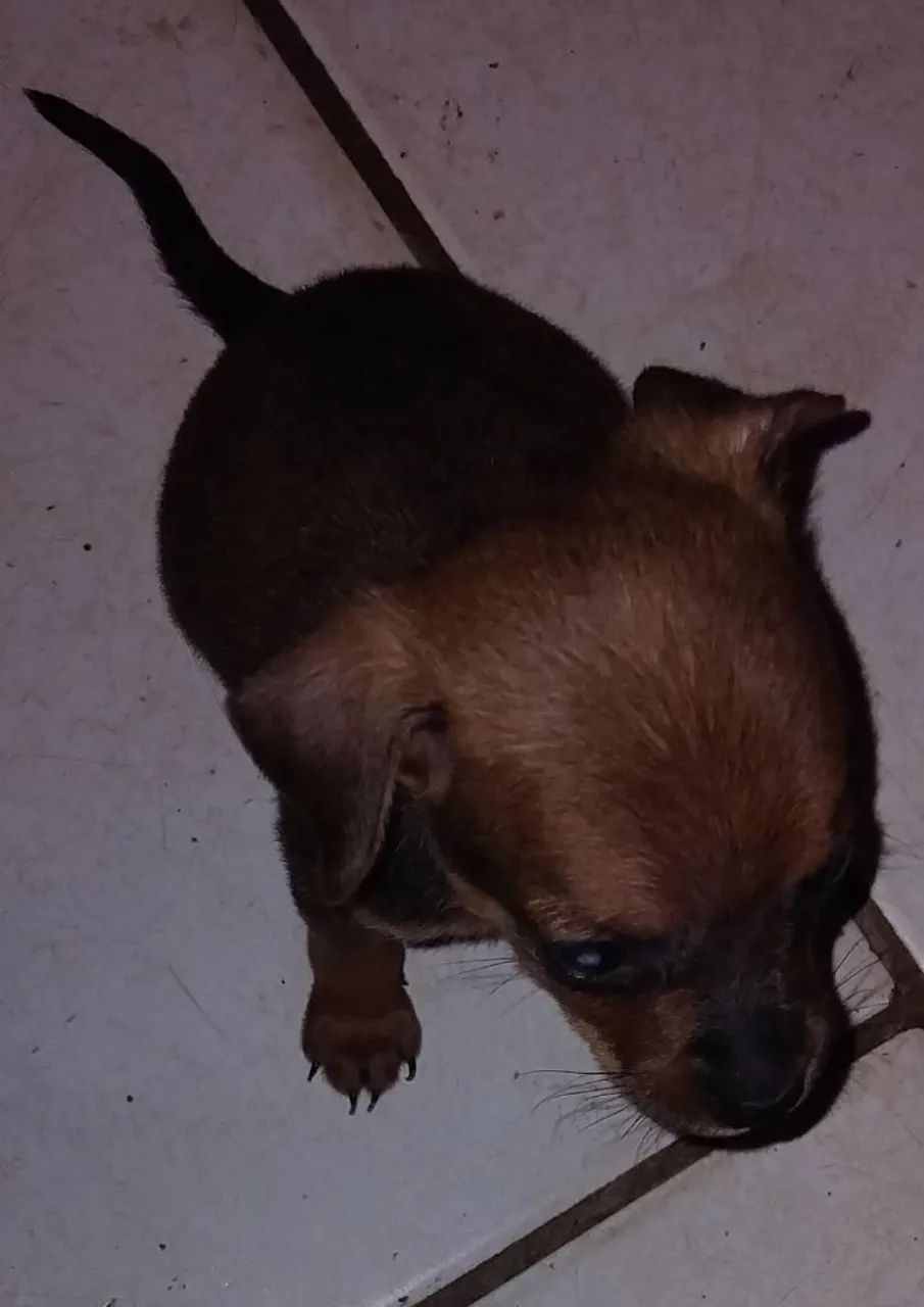 Filhotes pincher disponível apenas um machinho no valor de 450 reais.  - Foto 3