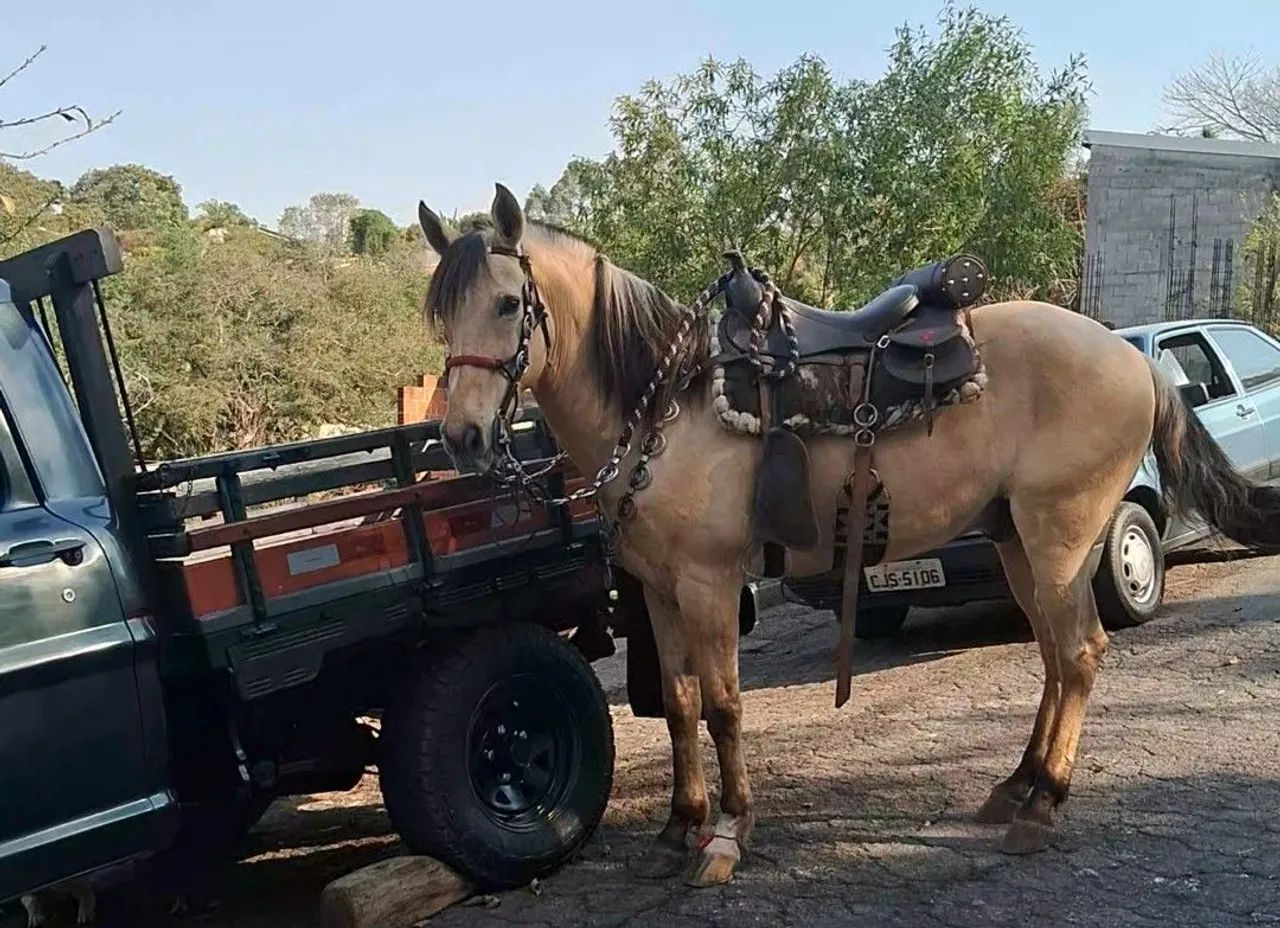 Cavalo Marchador . - Foto 5