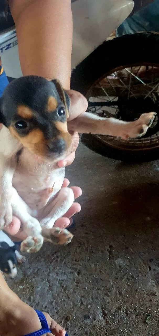Filhote Macho e fêmea Fox Paulista
