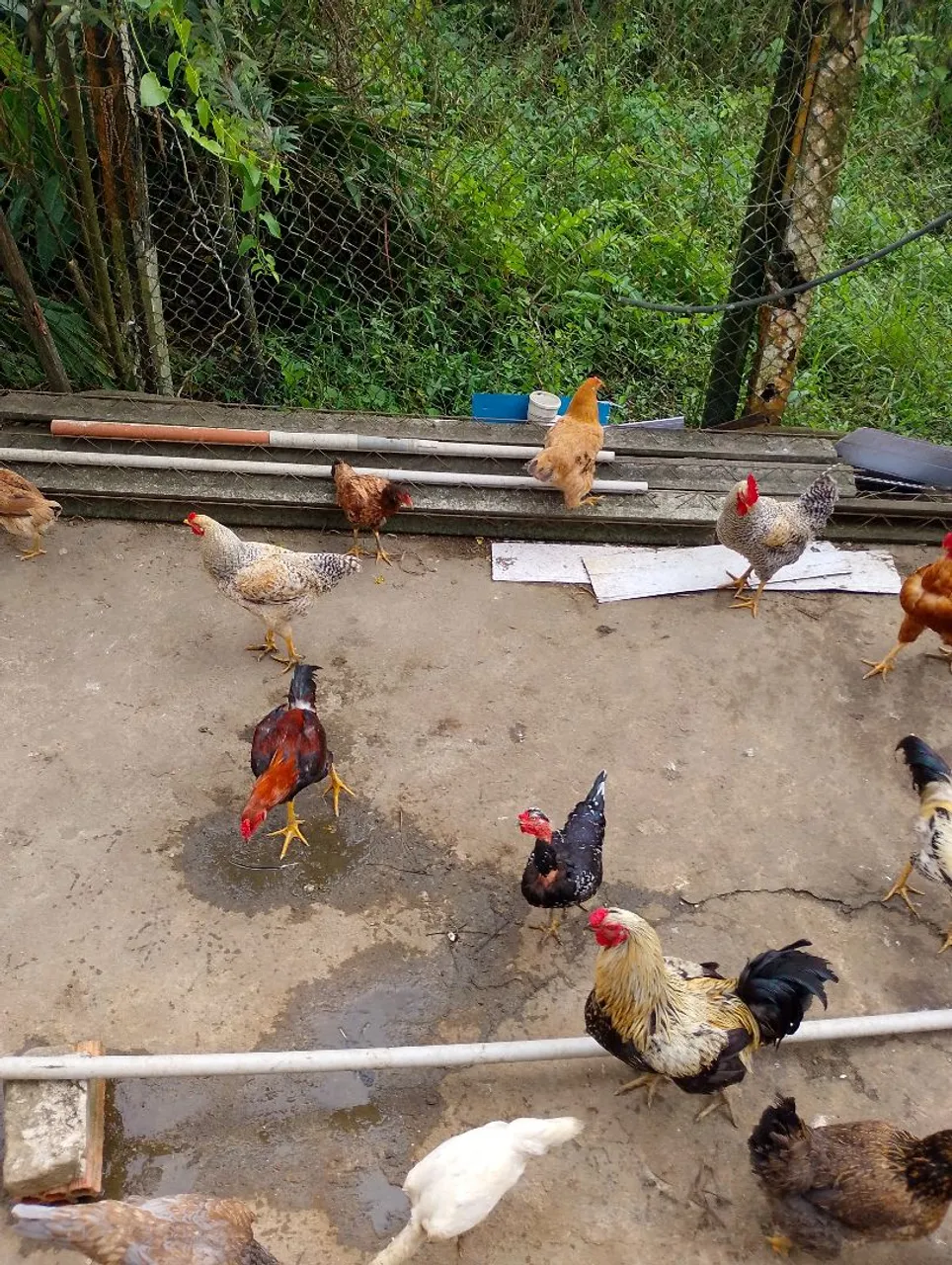 Galinhas e galos caipiras para venda