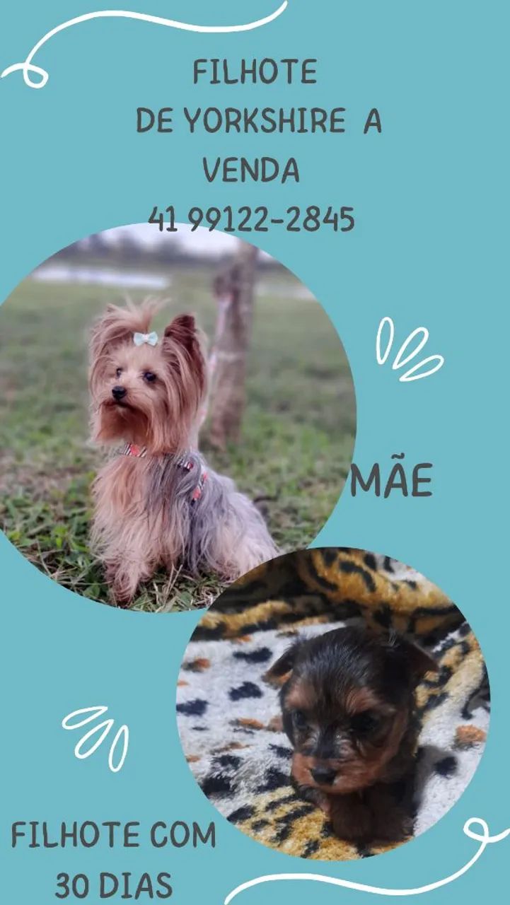 Filhotes de Yorkshire Terrier à venda