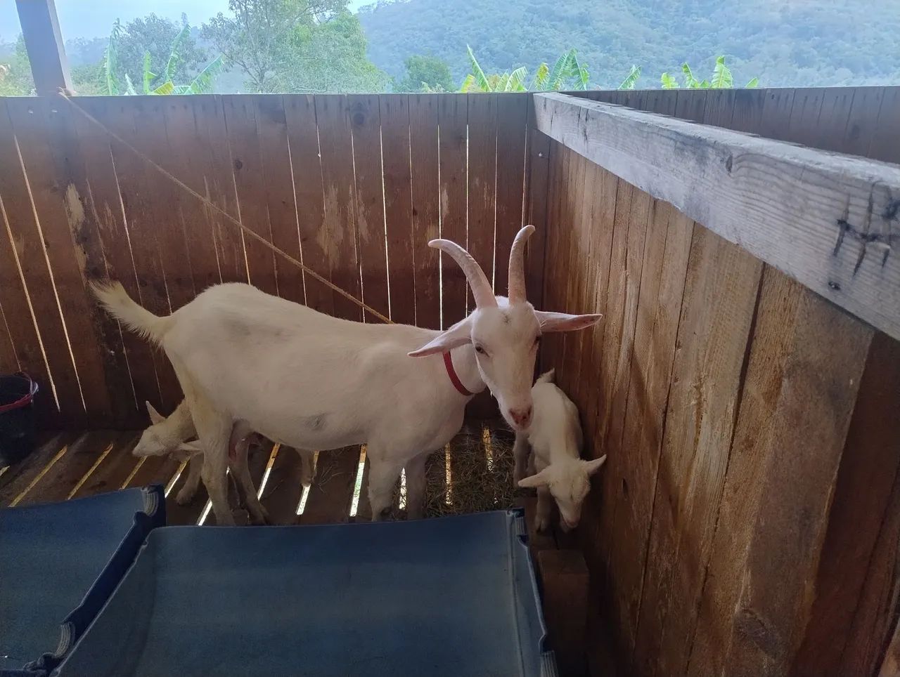 Cabras com filhotes raça saneen  - Foto 3