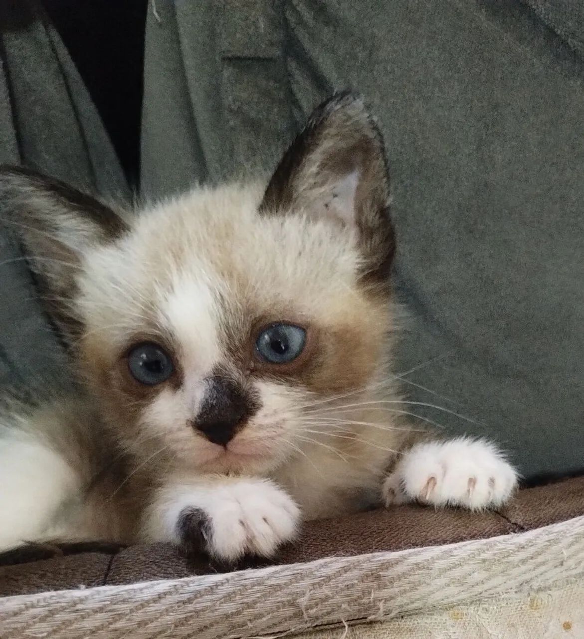 Doa se gatinhos filhotes - Foto 2