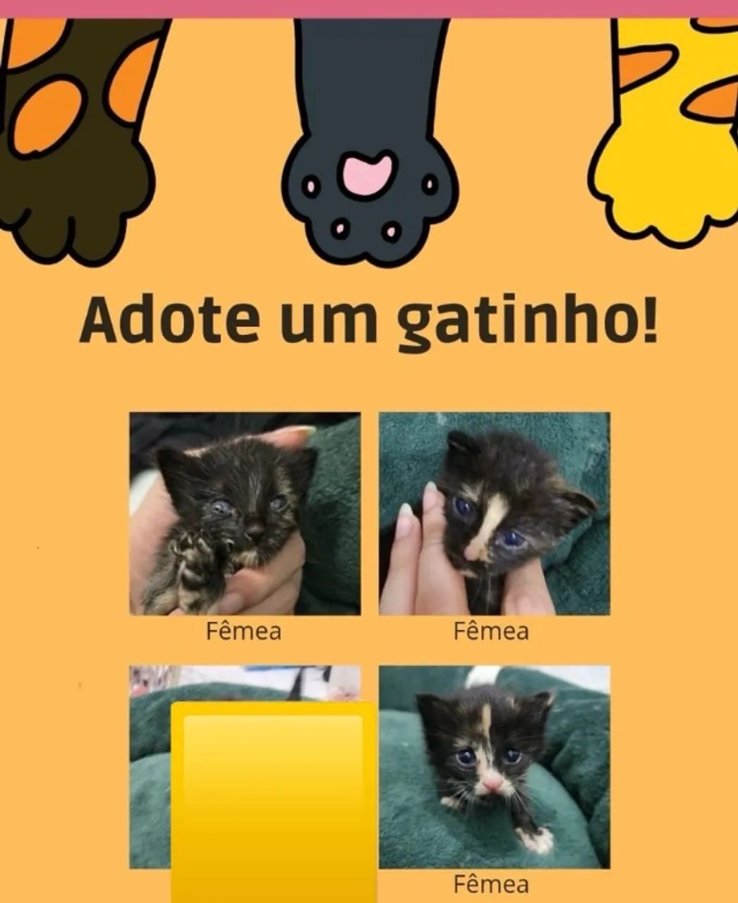 Gatinhos Para a adoção 
