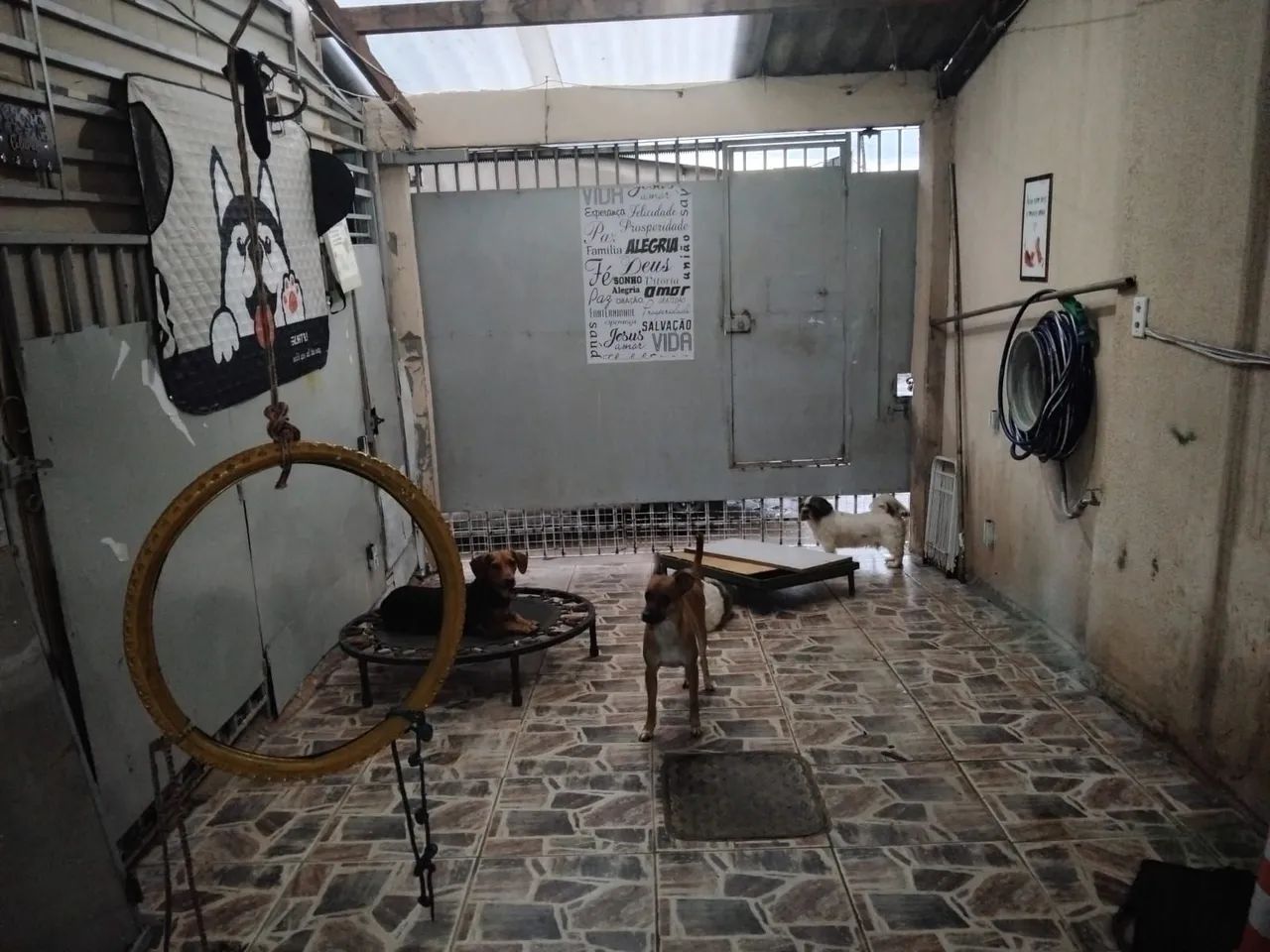 Transporte de caes e gatos - Foto 3