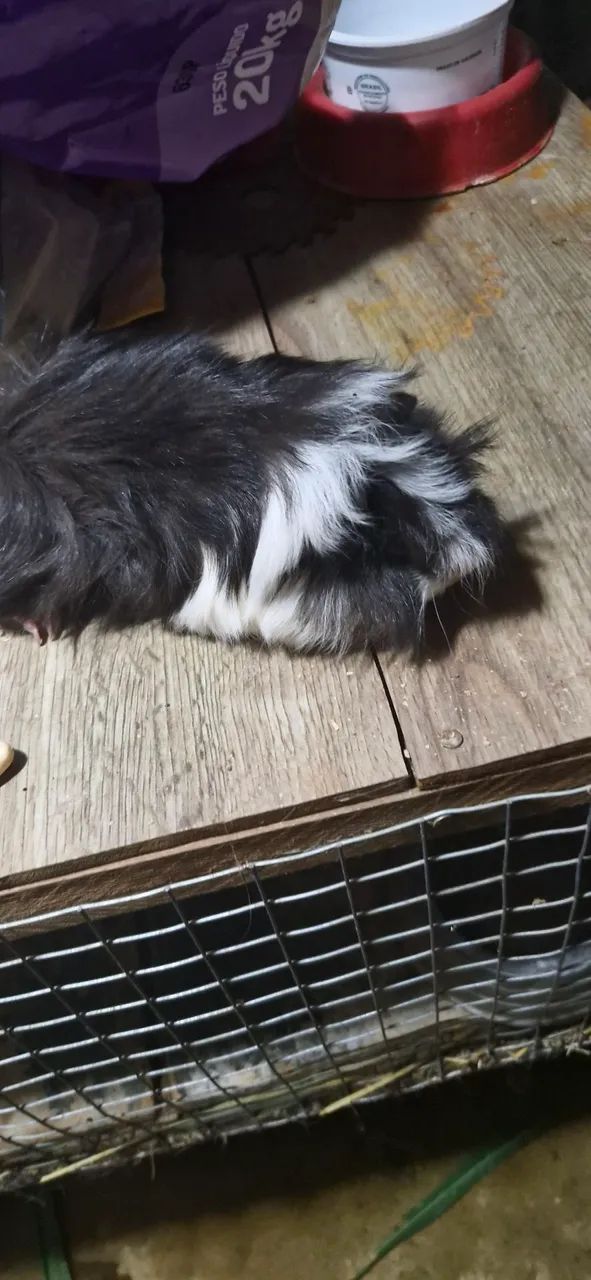 Porquinhos da Índia Peruano e Sheltie  - Foto 4